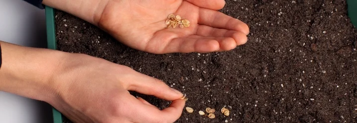 Aussaat von Samen in Anzuchterde